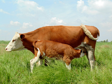 母牛喂奶 母爱