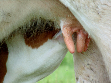 牛犊子吃奶