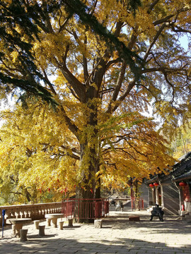 山东 青岛 崂山 华楼宫