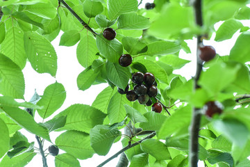 汶川车厘子大樱桃