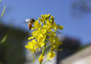 蜜蜂与油菜花