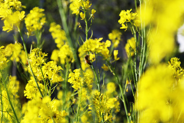 油菜花