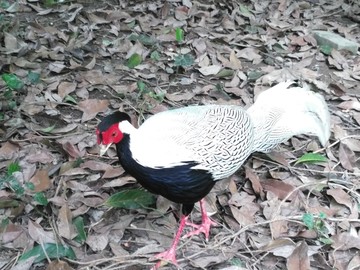 上海动物园 野鸡 鸟类