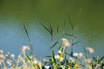 湖边的小草
