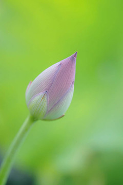 待开花蕾