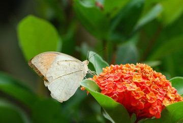 蝶恋花