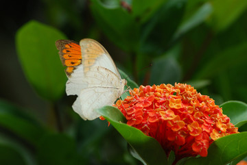 蝶恋花