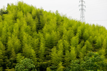 竹海 森林绿植 竹林 环境优美