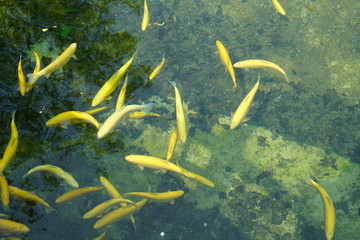 金鳟 鱼群 鱼池