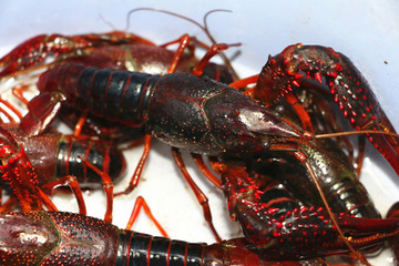 野生小龙虾 特写