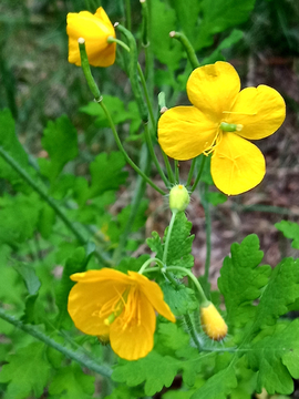 黄花