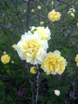 黄刺玫花