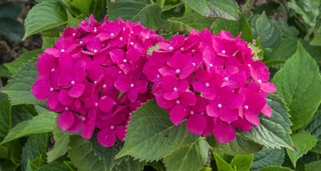 红花 八仙花