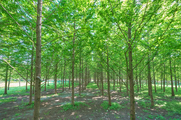 4000万像素 绿树林