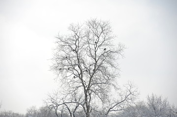 寒冷的雪后小鸟停在树木上