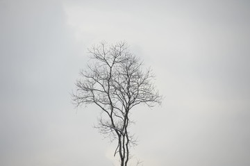 一棵孤独的树木
