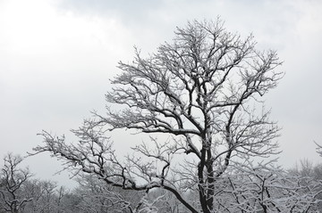 大雪覆盖了树枝