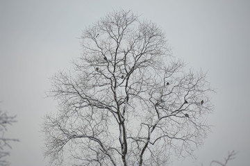 雪后灰霾的天空树木与小鸟