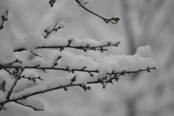 被积雪覆盖的梅花枝条