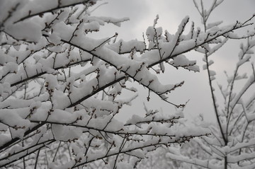 雪盖住了梅花树枝