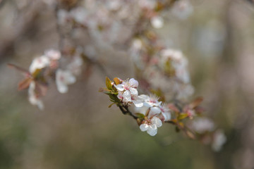 樱花 （1）
