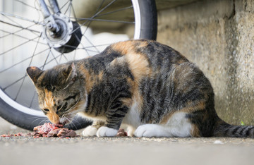 小猫进食