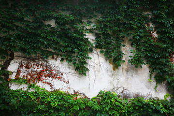 爬山虎背景墙