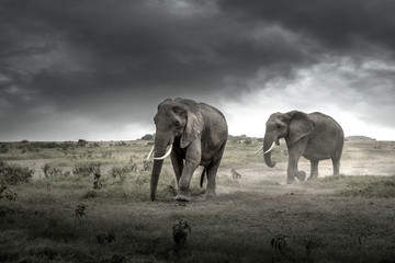 肯尼亚大象