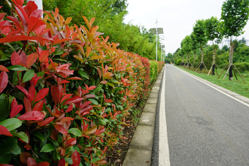 路边植物墙