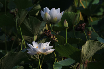 荷花