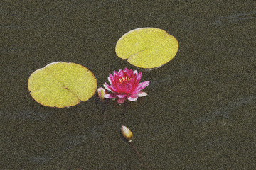 睡莲
