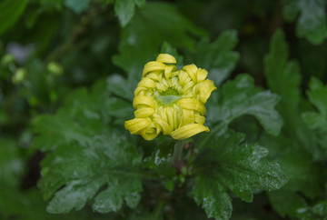 雨中的菊花