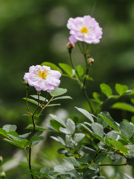 粉蔷薇花