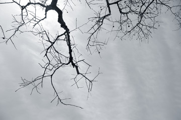 天空中的枯树枝