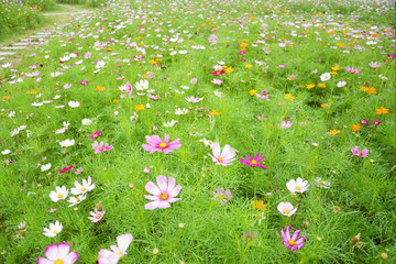 清新格桑花丛