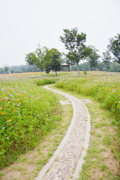 唯美格桑花小路