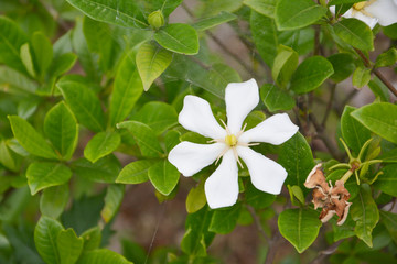 栀子花