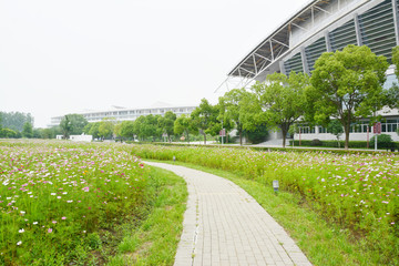 格桑花田小路