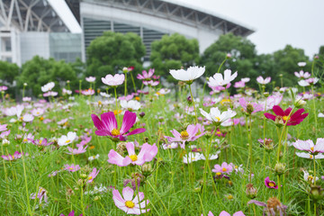 格桑花开