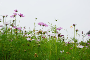 清新花丛