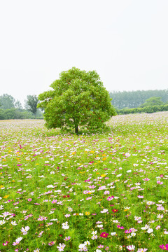 花田清新小树