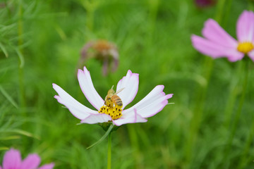 蜜蜂采蜜