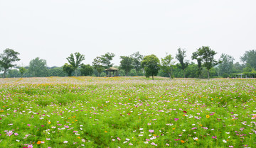 清新格桑花花海