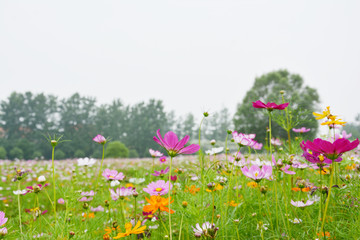 格桑花花田