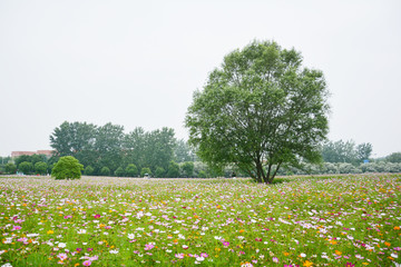 花田绿树