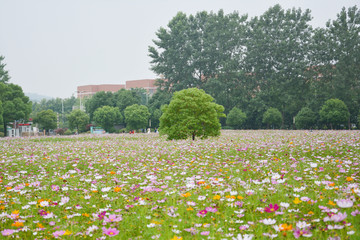 花田小树