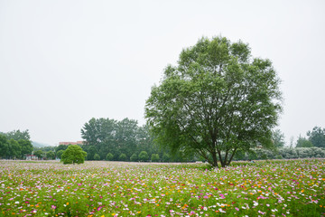 花田绿树