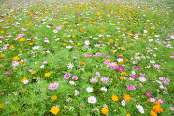 格桑花花海