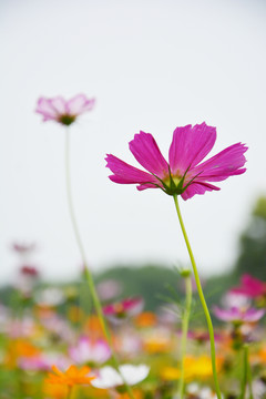 格桑花