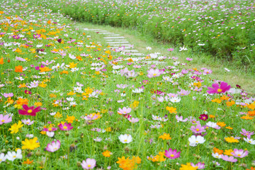 清新格桑花